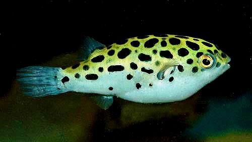 Freshwater Puffer