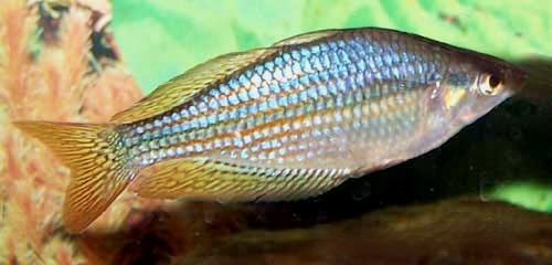 Australian Rainbowfish, Melanotaenia fluviatilis