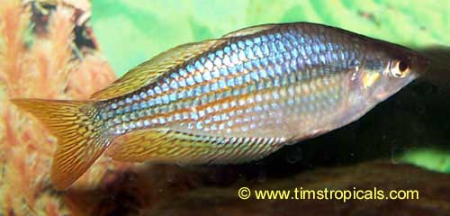 Australian Rainbowfish, Melanotaenia fluviatilis