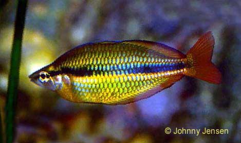 Banded Rainbowfish, Melanotaenia trifasciata