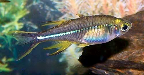 Celebes Rainbowfish, Telmatherina ladigesi