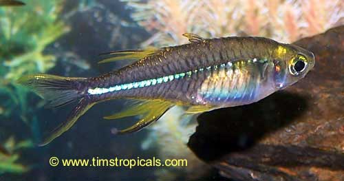 Celebes Rainbowfish, Telmatherina ladigesi