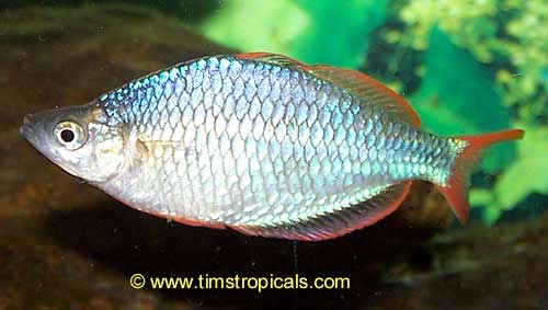 Dwarf Neon Rainbowfish, Melanotaenia praecox