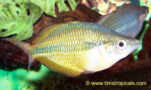 Herbert Axelrod Rainbowfish, Melanotaenia herbertaxelrodi