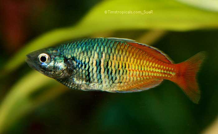 Bosemani Rainbowfish, Melanotaenia boesemani