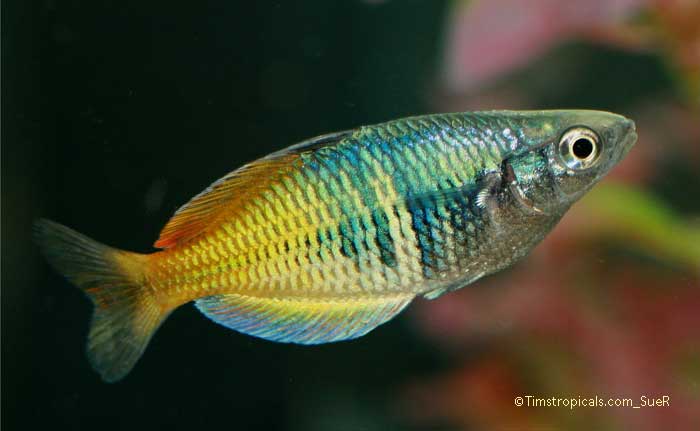 Bosemani Rainbowfish, Melanotaenia boesemani