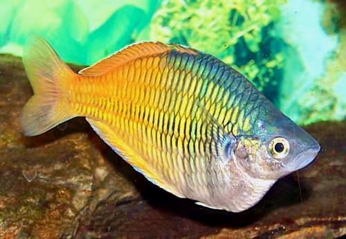 Bosemani Rainbowfish, Melanotaenia boesemani