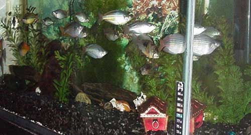 Rainbowfish Tank