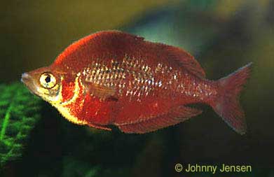 Red Rainbowfish, Glossolepis incisus