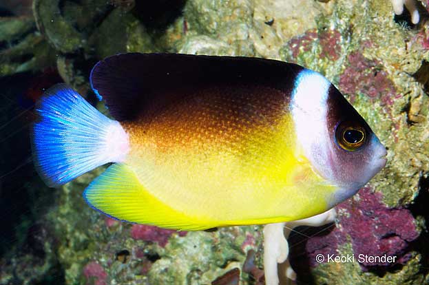 Abe's Angelfish, Centropyge abei