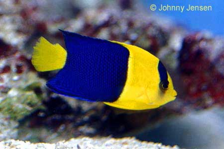 Bicolor Dwarf Angelfish, Centropyge bicolor