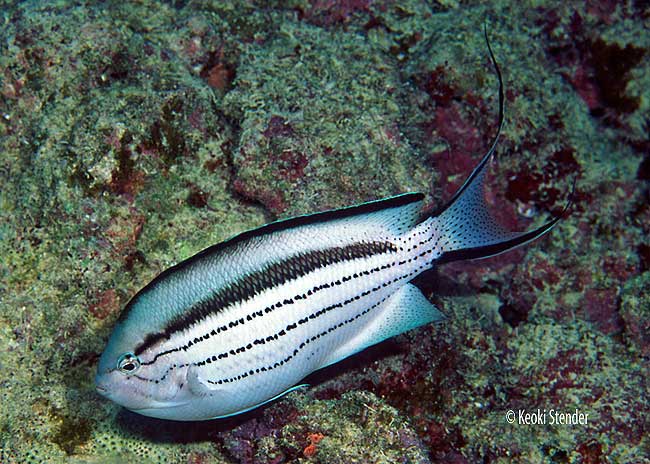 Female Blackstriped Angelfish, Genicanthus lamarck