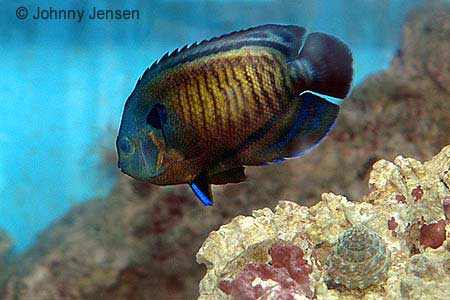 Bluefin or Dusky Angel, Centropyge multispinis