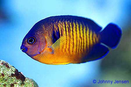 Coral Beauty Angelfish, Centropyge bispinosa