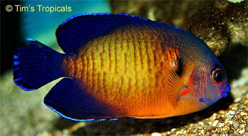 Coral Beauty Angelfish, Centropyge bispinosa