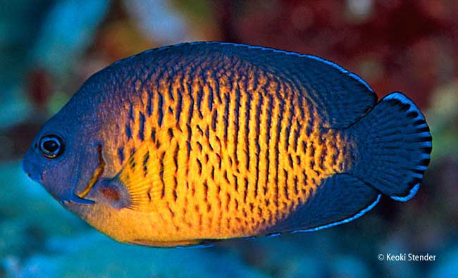 Coral Beauty, Centropyge bispinosa