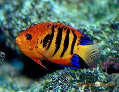 Flame Angelfish, Centropyge loricula