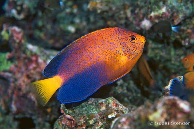 Japanese Pygmy Angel, Centropyge interruptus