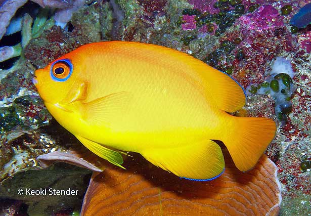 Lemonpeel Angelfish, Centropyge flavissima