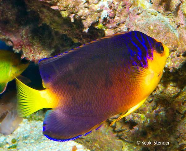Nahackyi's Angelfish, Centropyge nahackyi