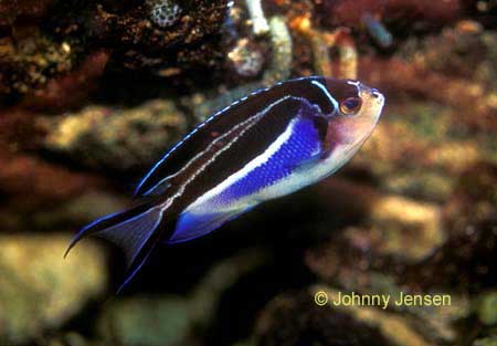 Ornate Dwarf Female Angelfish, Genicanthus bellus