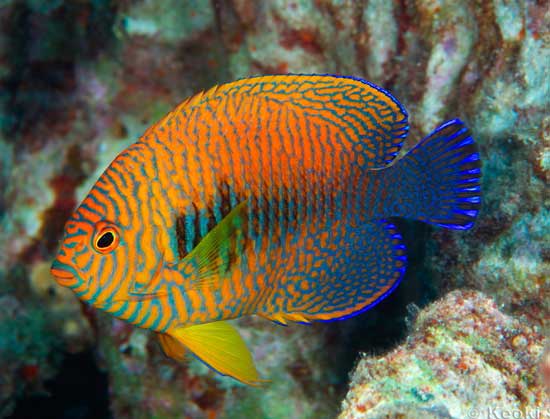Potter's Angelfish, Centropyge potteri