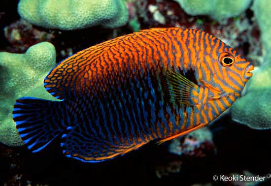 Potter's Angelfish, Centropyge potteri