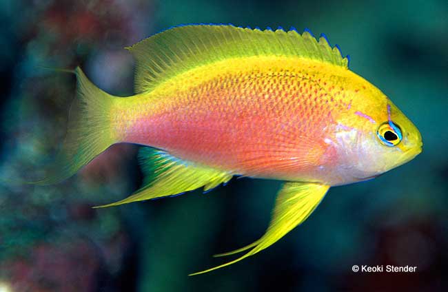 Hawaiian Longfin Anthias Female, Pseudanthias hawaiiensis