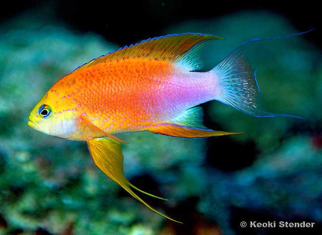 Hawaiian Longfin Anthias male, Pseudanthias hawaiiensis