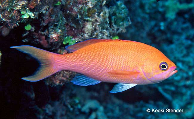 Hawaiian or Thompson's Anthias male, Pseudanthias thompsoni