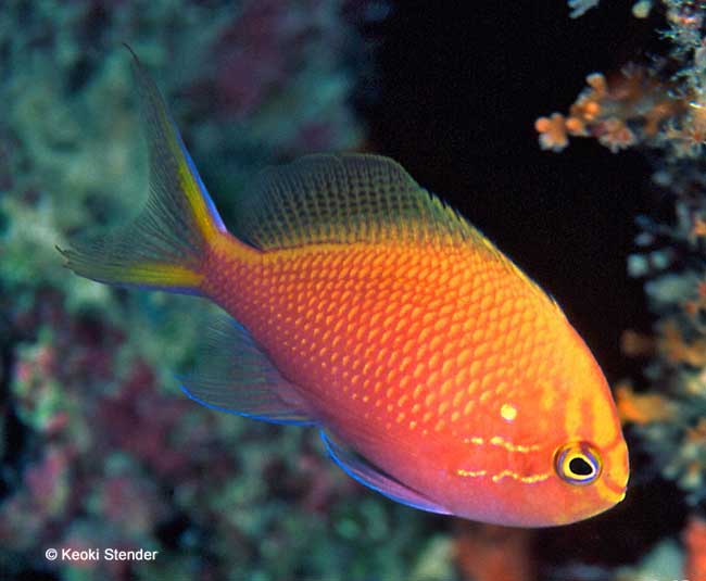 Hawkfish Anthias, Serranocirrhitus latus