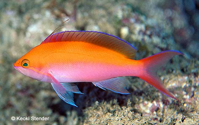 Bicolor Anthias, Pseudanthias bicolor