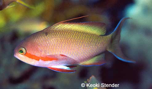Red-cheeked Fairy Basslet male, Pseudanthias huchtii