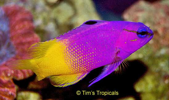 Royal Gramma Fairy Basslet, Gramma loreto