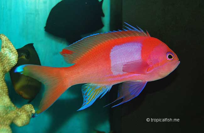 SquareSpot Anthias, Mirror Basslet, Pseudanthias pleurotaenia