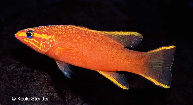 Sunrise Basslet, Liopropoma aurora