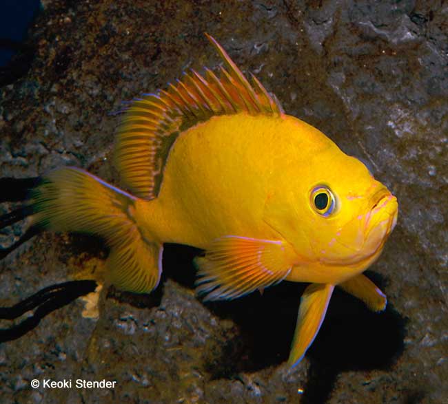 Yellow Anthias, Holanthias fuscipinnis