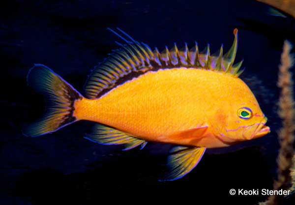 Yellow Anthias, Holanthias fuscipinnis