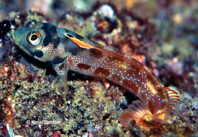 Barnacle Blenny, Acanthemblemaria macrospilus