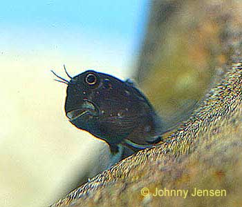 Bicolor Blenny, Ecsenius bicolor