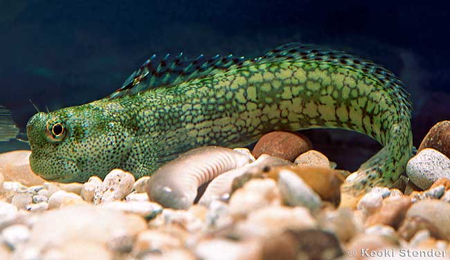 BulletHead RockSkipper, Blenniella gibbifrons