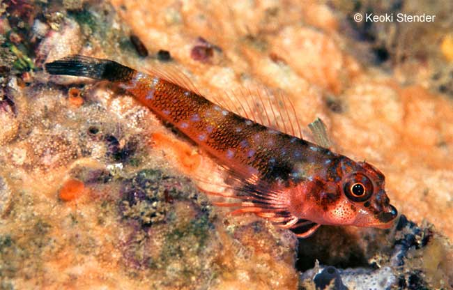 Carmine Triplefin, Enneactes carminalis