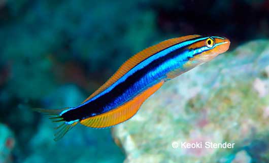 Ewa FangBlenny, Plagiotremus ewaensis