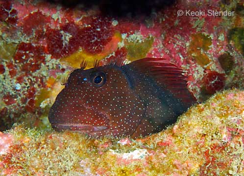 Gargantuan Blenny, Cirripectes obscurus