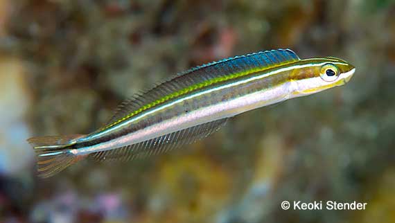 Gosline's FangBlenny, Plagiotremus goslinei