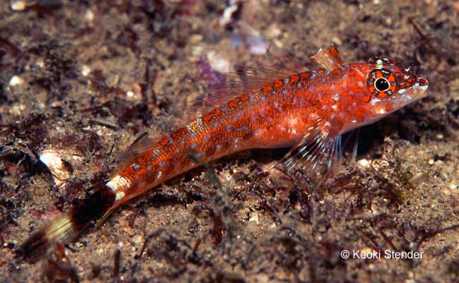Lizard Triplefin, Crocodiliichthys gracilis