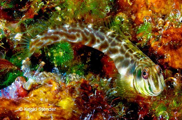 Mangrove Blenny, Omobranchus obliquus
