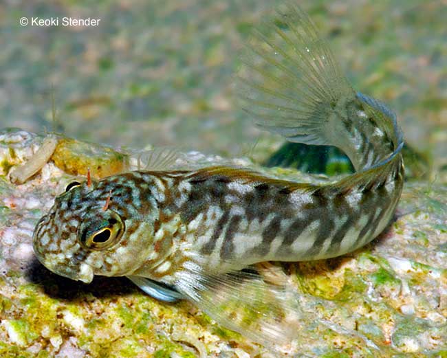 Marbled Blenny juvenile, Entomacrodus marmoratus