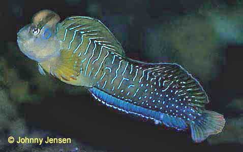 Peacock Blenny, Salaria pavo