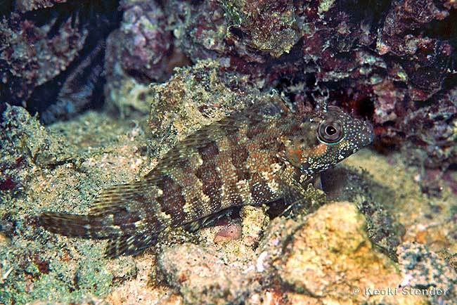Redside Blenny, Malacoctenus gigas